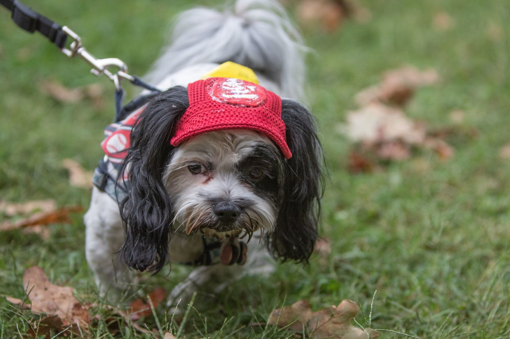 Canine Carnival